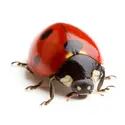 Coccinelle - crédits : Alex Staroseltsev/ Shutterstock