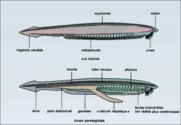 Branchiostoma - crédits : Encyclopædia Universalis France