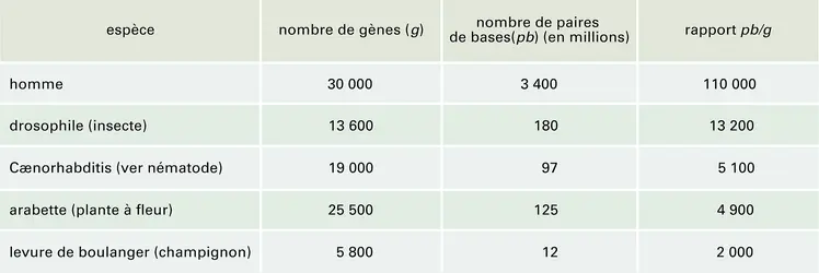 Patrimoine génétique - crédits : Encyclopædia Universalis France