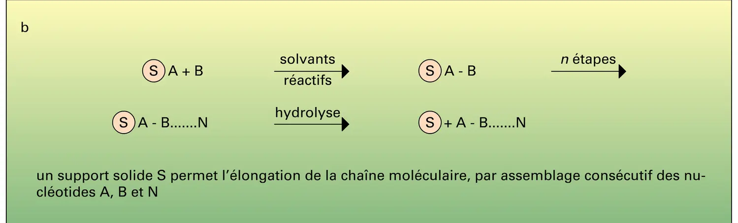 Synthèse totale d'ADN bicaténaire - vue 2