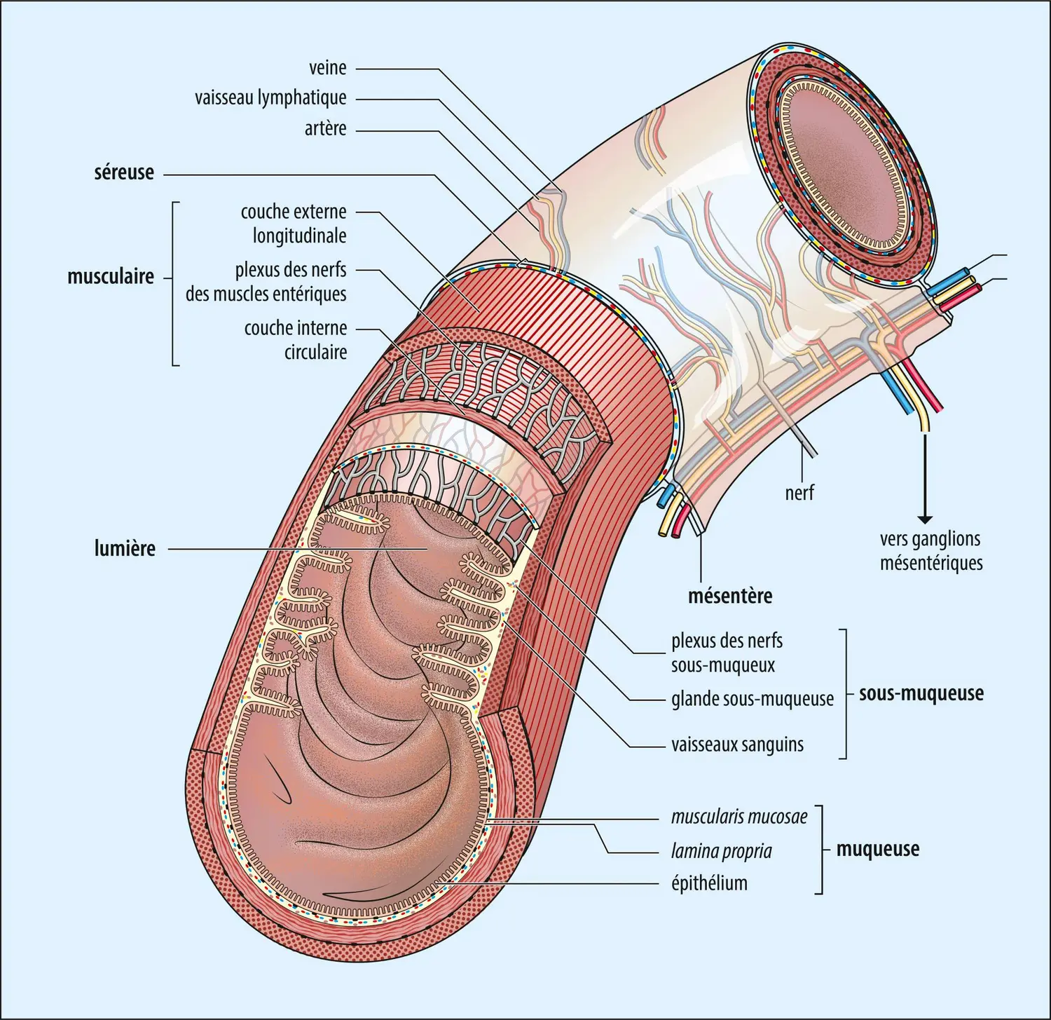 Structure de l’intestin