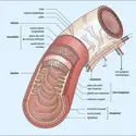 Structure de l’intestin - crédits : Encyclopædia Universalis France