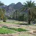 Kuthwa, Oman - crédits : B. Dumortier