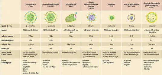 Caractéristiques des principaux virus neurotropes - crédits : Encyclopædia Universalis France