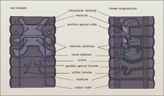 Lumbricus, appareil génital