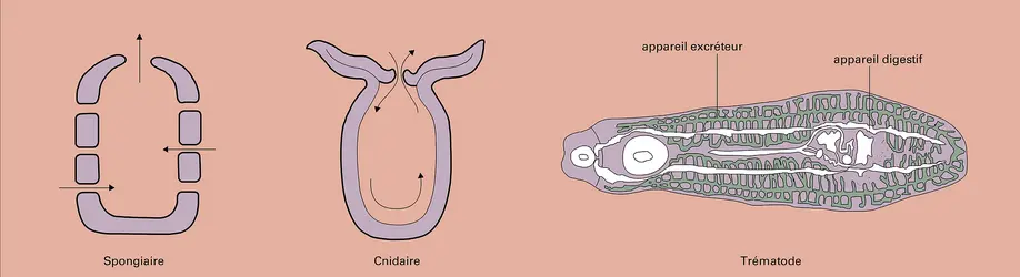 Animaux sans appareil circulatoire différencié - crédits : Encyclopædia Universalis France