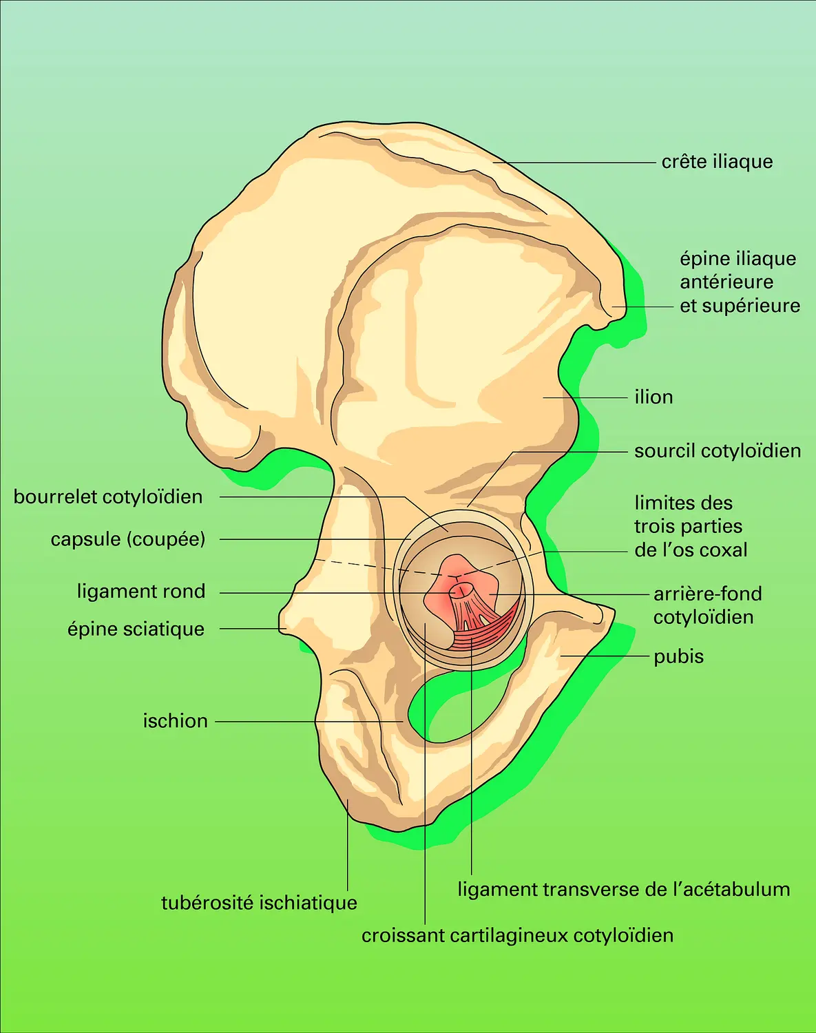 Os coxal et cavité cotyloïde