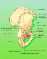 Os coxal et cavité cotyloïde - crédits : Encyclopædia Universalis France