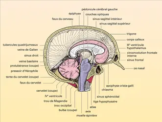 Crâne et encéphale - crédits : Encyclopædia Universalis France