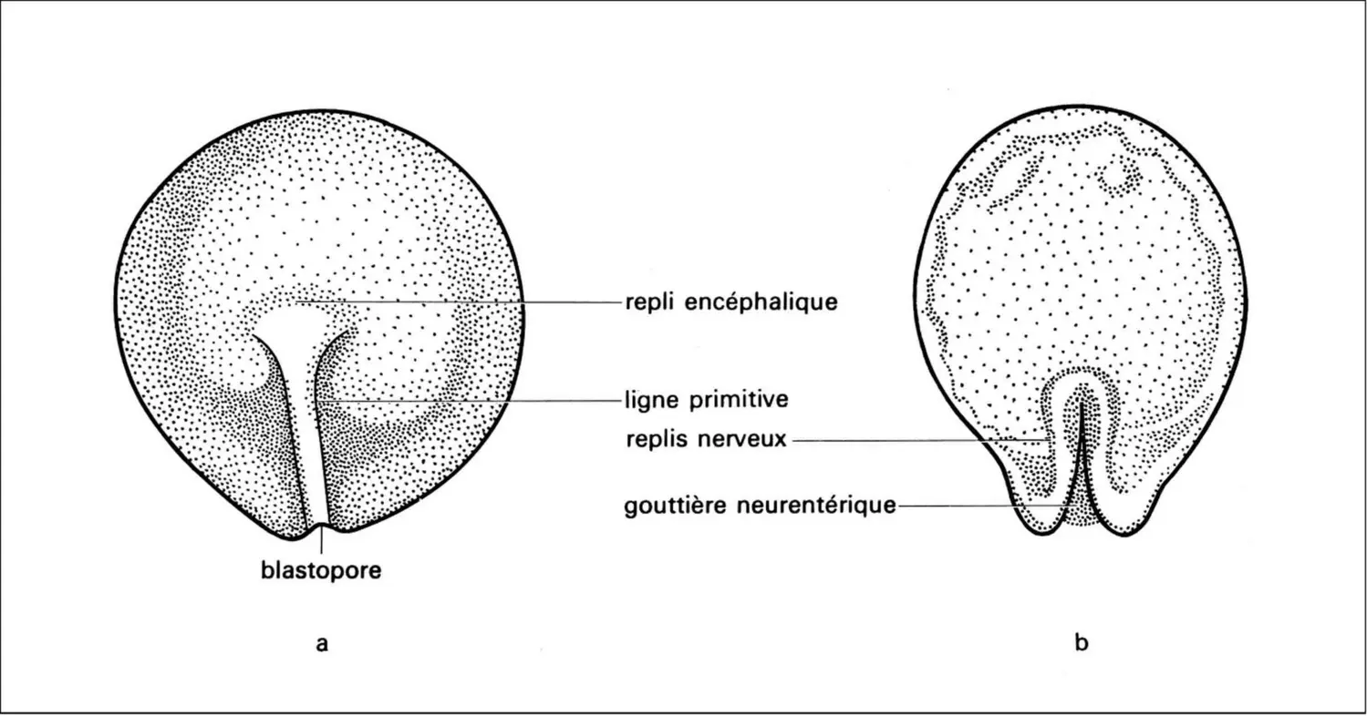 Embryon de sélacien