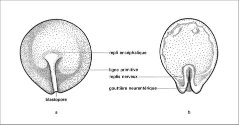 Embryon de sélacien - crédits : Encyclopædia Universalis France
