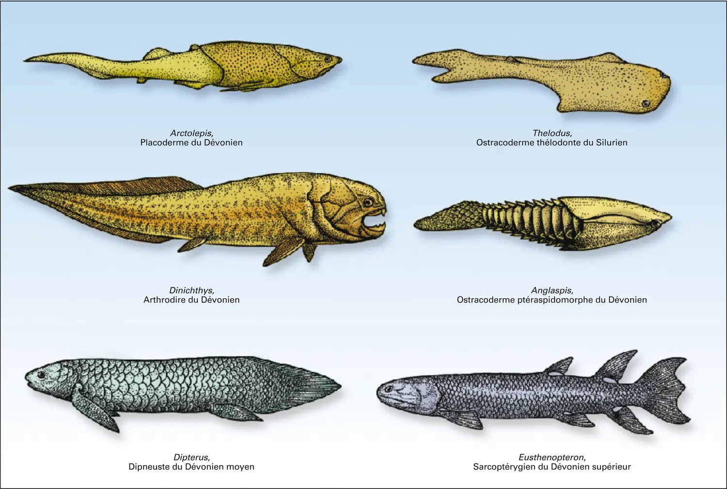 Paléozoïque : agnathes et poissons