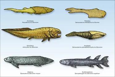 Paléozoïque : agnathes et poissons - crédits : Encyclopædia Universalis France