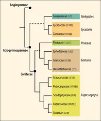 Phylogénie des Gymnospermes actuelles (Acrogymnospermes) - crédits : Encyclopædia Universalis France