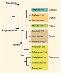 graine de gymnospermes