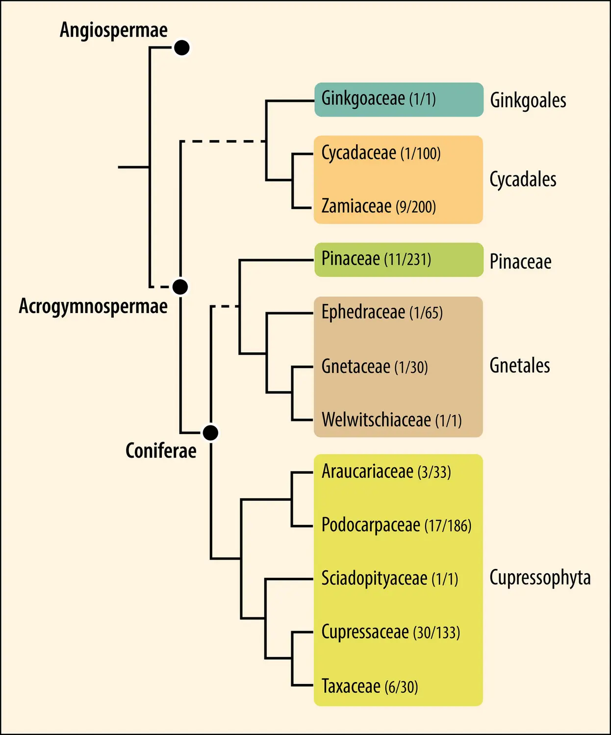 Phylogénie des Gymnospermes actuelles (Acrogymnospermes)