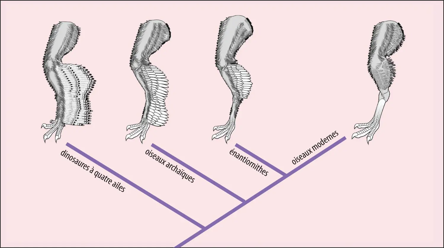 Réduction du plumage des pattes au cours de l’évolution des oiseaux