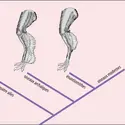 Réduction du plumage des pattes au cours de l’évolution des oiseaux - crédits : Encyclopædia Universalis France