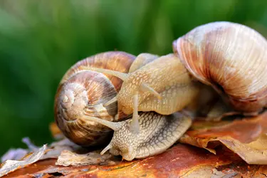 Escargot de Bourgogne - crédits : MarkMirror/ Shutterstock.com