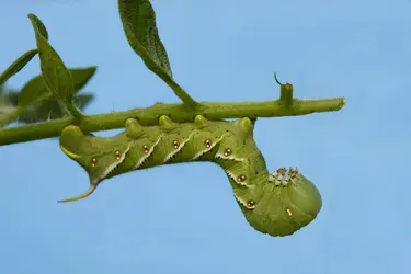 Chenille du sphinx du tabac - crédits : S. Bower/ Shutterstock