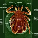 Tique femelle (<em>Ixodes ricinus</em>), vue ventrale - crédits : David Gregory & Debbie Marshall/  Wellcome Collection; CC-BY 