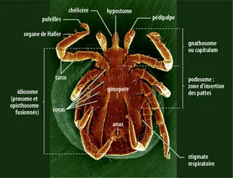 Tique femelle (<em>Ixodes ricinus</em>), vue ventrale - crédits : David Gregory & Debbie Marshall/  Wellcome Collection; CC-BY 