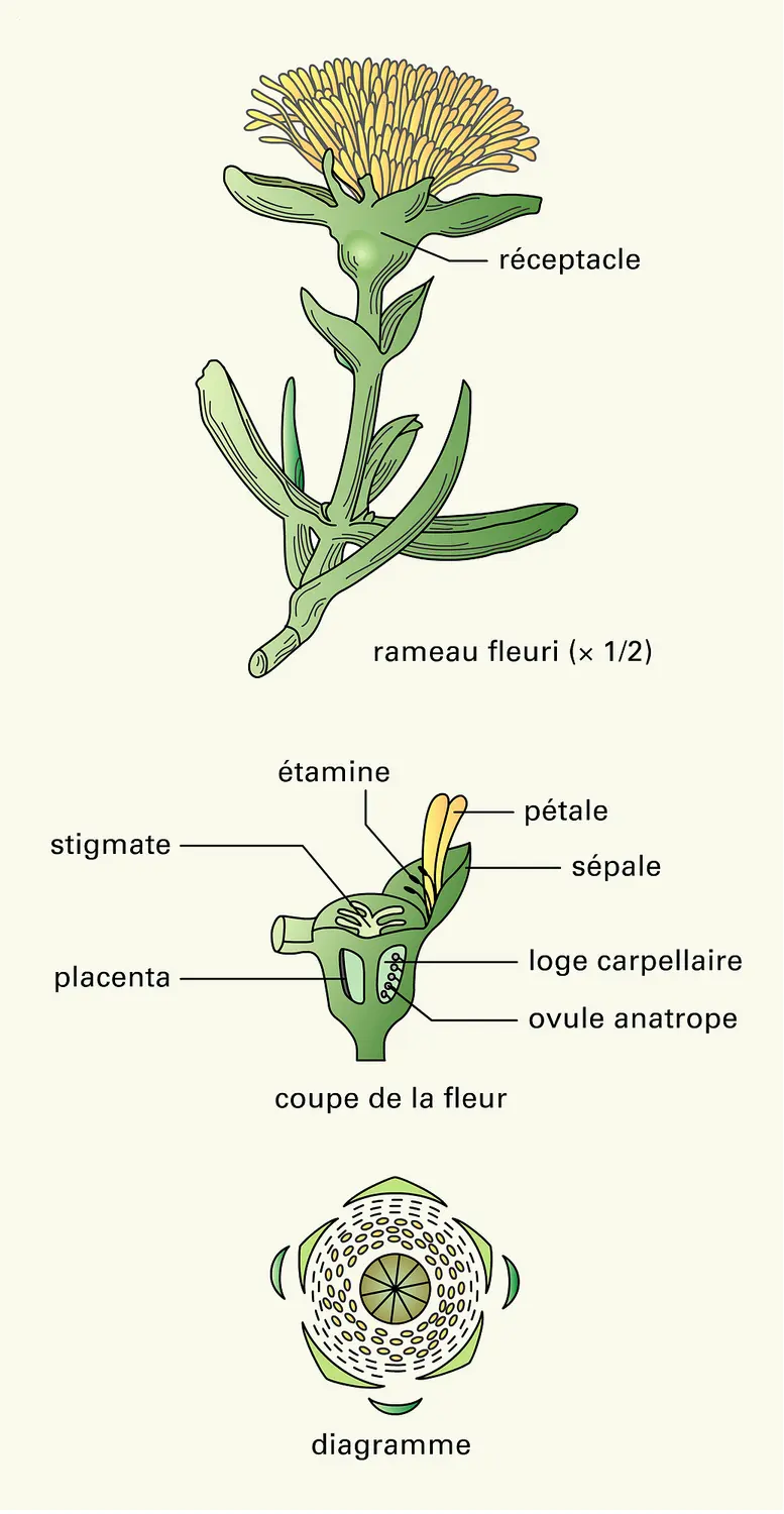 Carpobrotus edulis L.