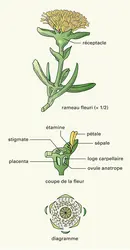 Carpobrotus edulis L. - crédits : Encyclopædia Universalis France