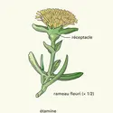 Carpobrotus edulis L. - crédits : Encyclopædia Universalis France