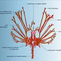 Ostéostracé : cavités et canaux internes - crédits : Encyclopædia Universalis France