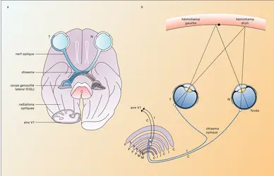 Voies optiques et projections rétiniennes au CGL - crédits : Encyclopædia Universalis France