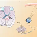 Voies optiques et projections rétiniennes au CGL - crédits : Encyclopædia Universalis France