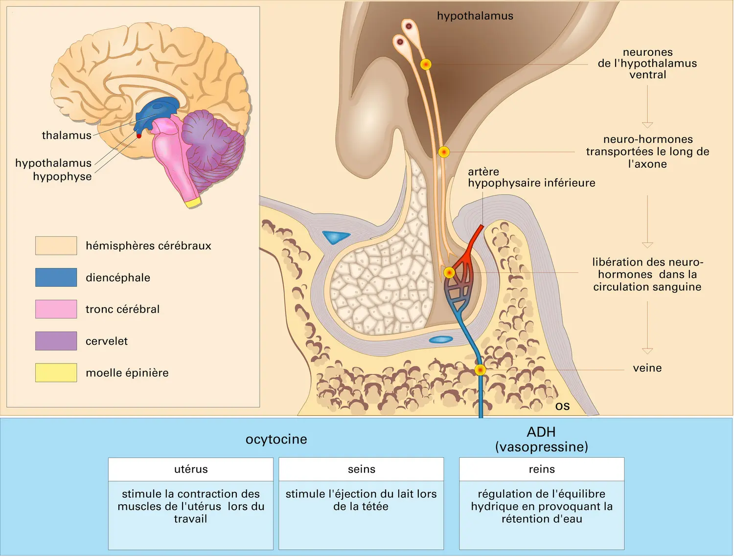 Hypophyse postérieure