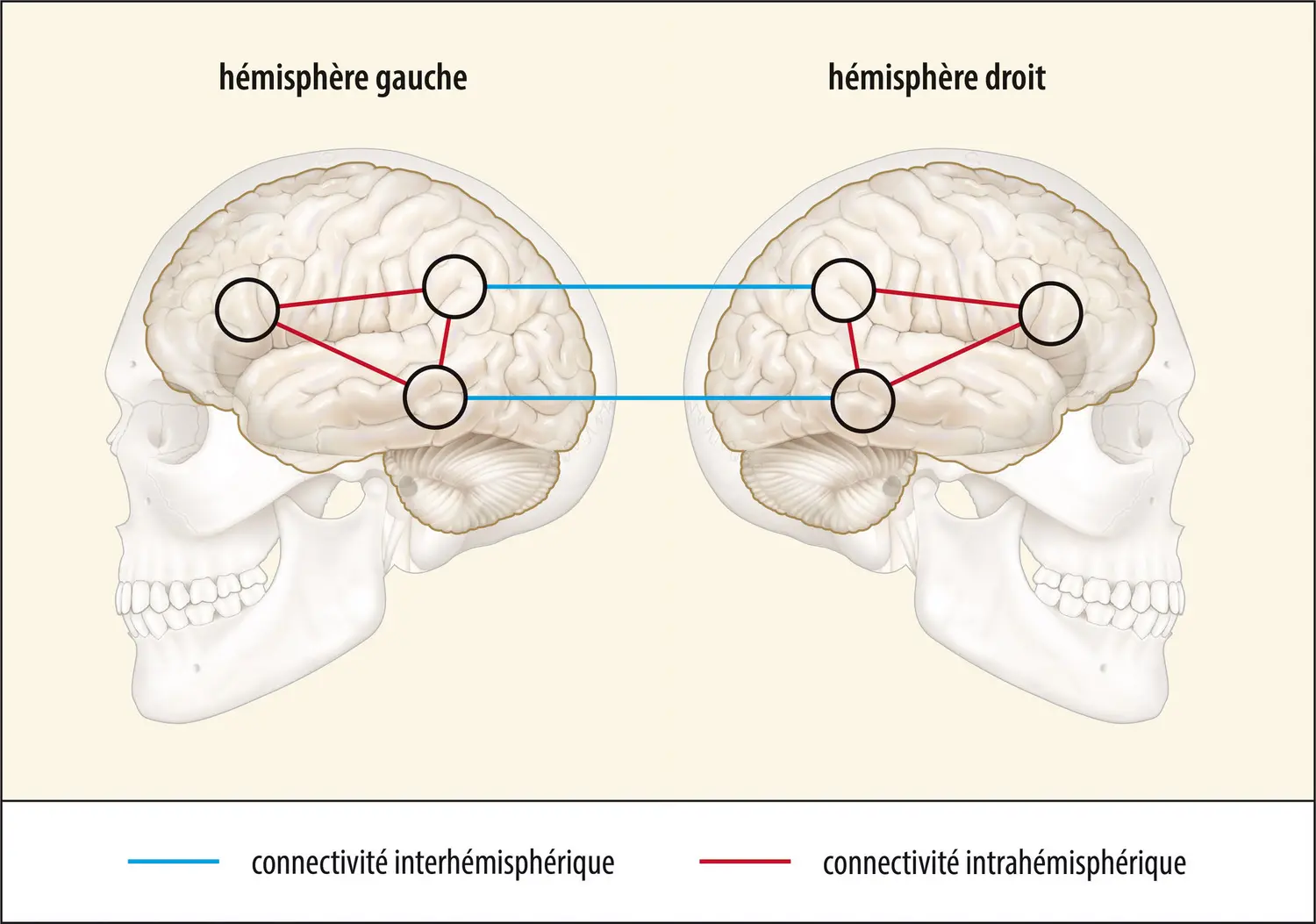 Schématisation de la connectivité intra- et interhémisphérique dans le cerveau