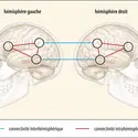 Schématisation de la connectivité intra- et interhémisphérique dans le cerveau - crédits : Encyclopædia Universalis France