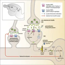 Cascade des modifications moléculaires synaptiques dans la mémoire à long terme - crédits : Encyclopædia Universalis France