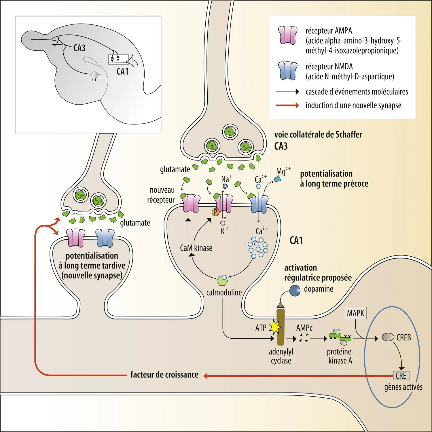 Cascade des modifications moléculaires synaptiques dans la mémoire à long terme