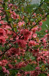 Cognassier en fleurs - crédits : G. Negri/ De Agostini/ Getty Images