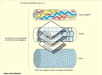 Biosynthèse du collagène - crédits : Encyclopædia Universalis France