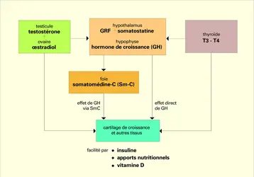 Interactions endocriniennes - crédits : Encyclopædia Universalis France