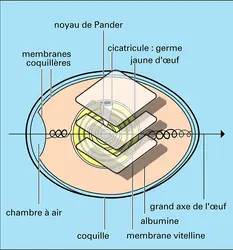 Œuf de poule - crédits : Encyclopædia Universalis France