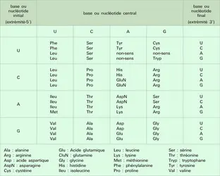 Code génétique - crédits : Encyclopædia Universalis France