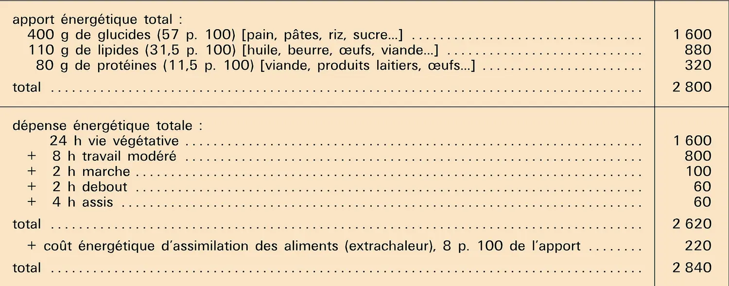 Homme adulte : apport et dépense énergétiques