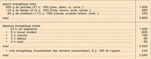 Homme adulte : apport et dépense énergétiques - crédits : Encyclopædia Universalis France