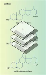 Alcools, acides, sels biliaires - crédits : Encyclopædia Universalis France