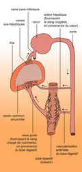 Vascularisation hépatique - crédits : Encyclopædia Universalis France