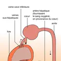 Vascularisation hépatique - crédits : Encyclopædia Universalis France