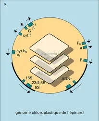 ADN chloroplastiques - crédits : Encyclopædia Universalis France