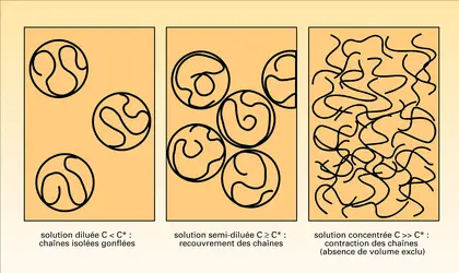 Trois régimes de concentration d'un polymère dans une solution - crédits : Encyclopædia Universalis France