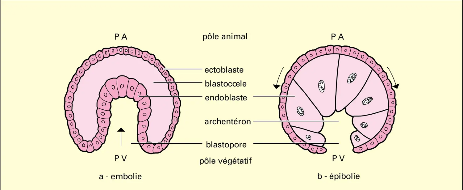 Gastrulation - vue 1